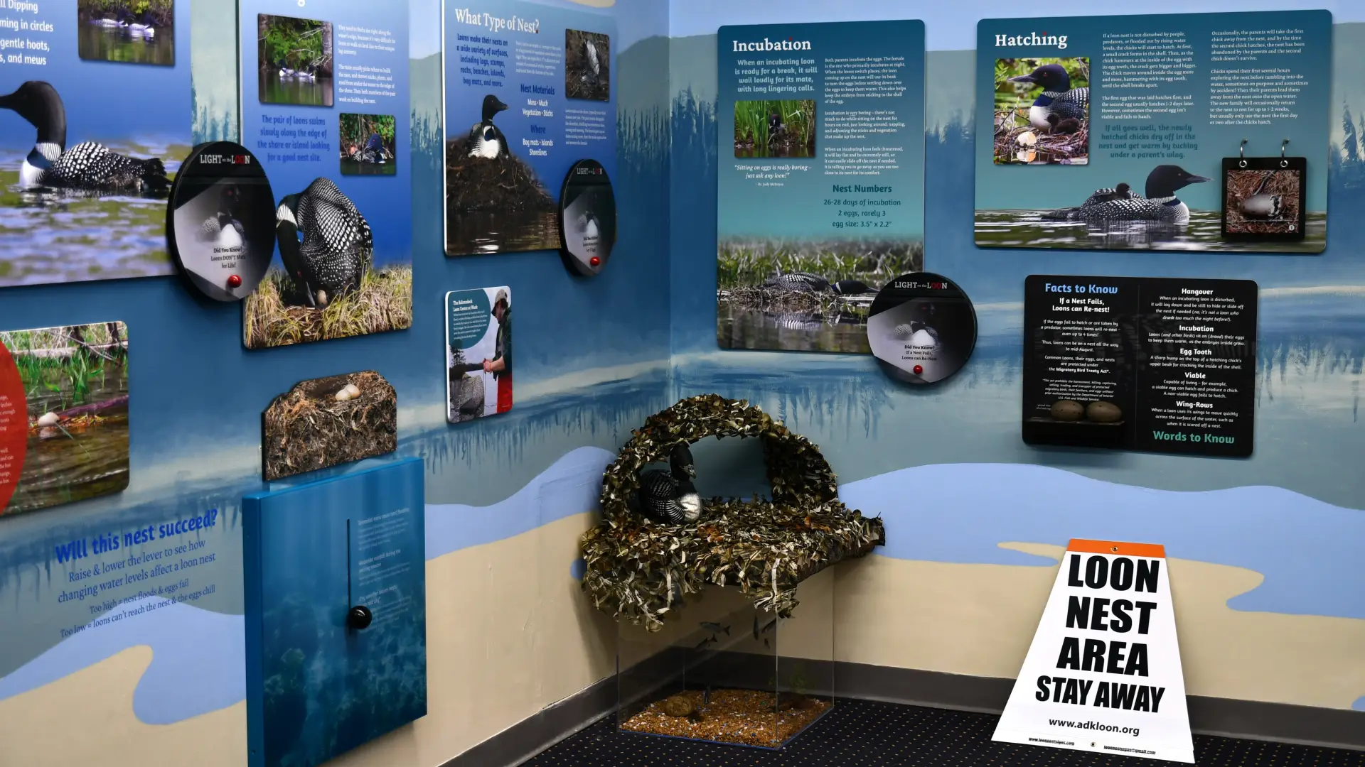A display showcasing the courtship rituals and nesting habits of loons