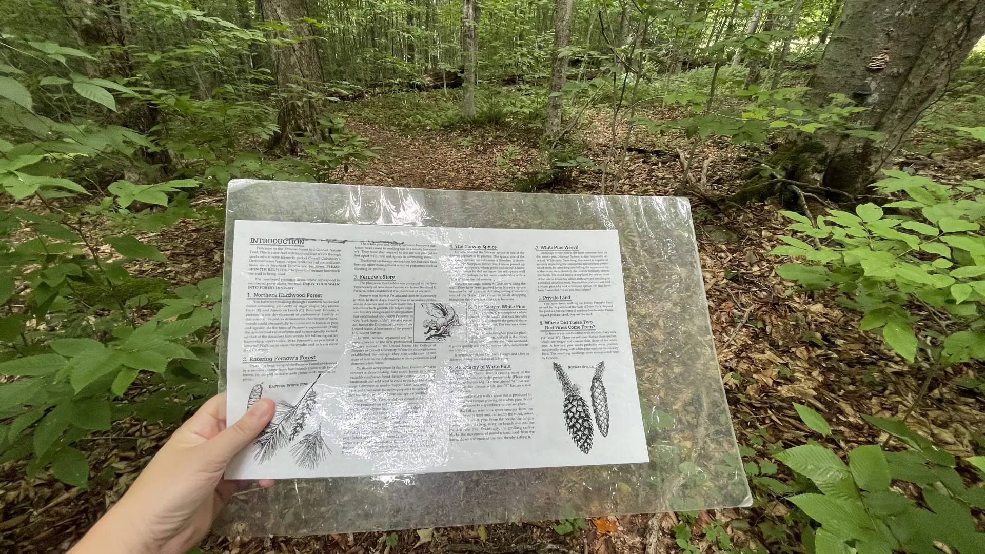 An interpretive brochure for a nature walk.