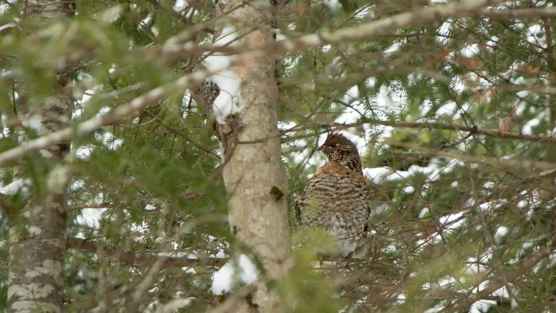 A ruffed grouse in a tree