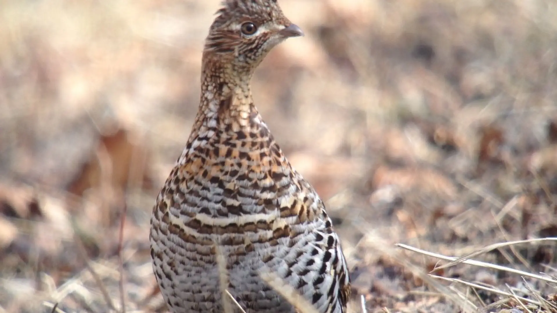 A grouse