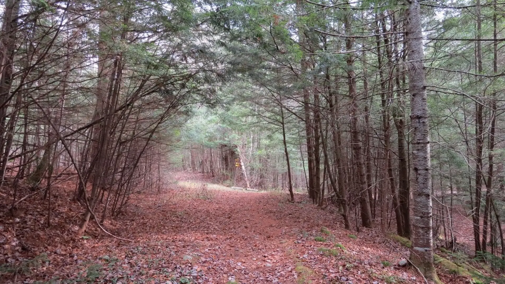 A section of trail with trees growing over top of it.