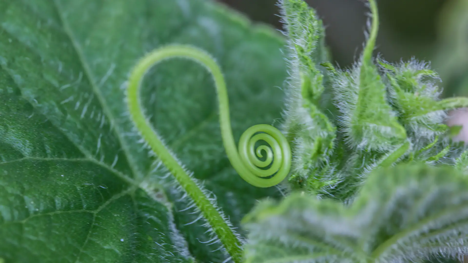 A close up shot of a fiddlehead.