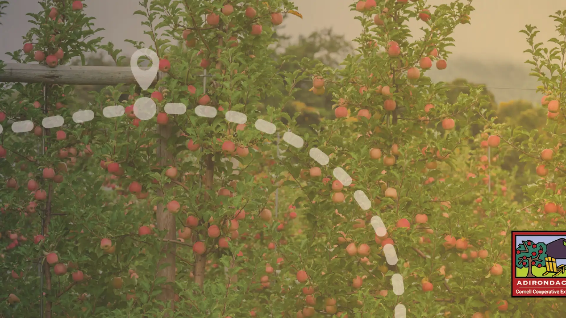 apple orchard