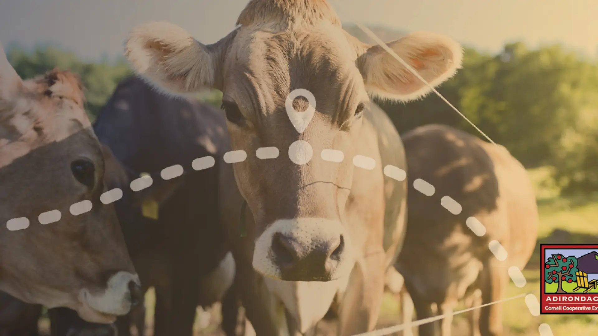 cows in pasture