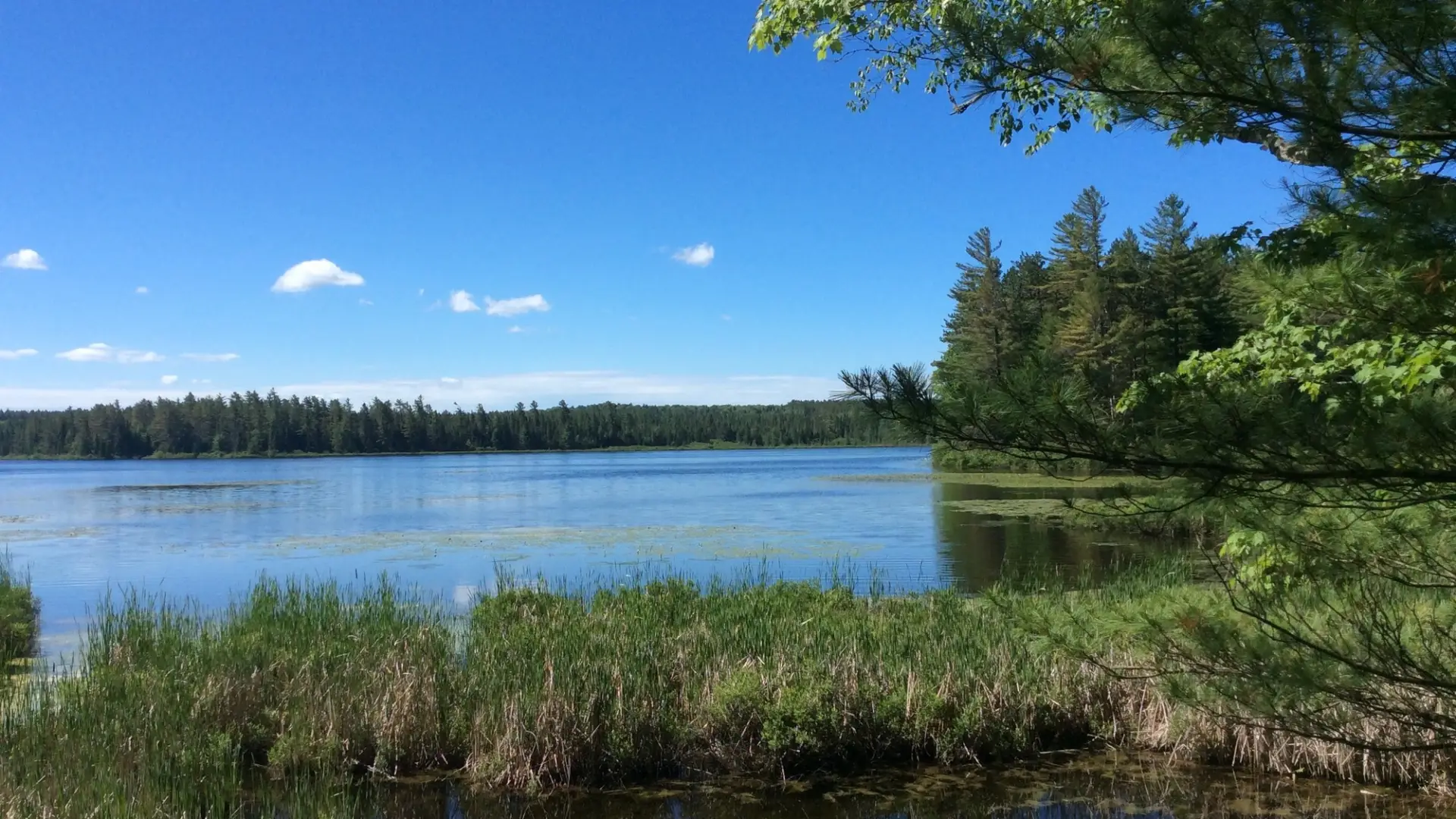 A pond surrounded by bright green pine trees