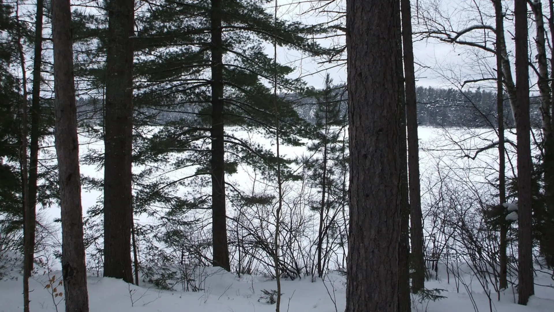 An iced over pond seen through trees