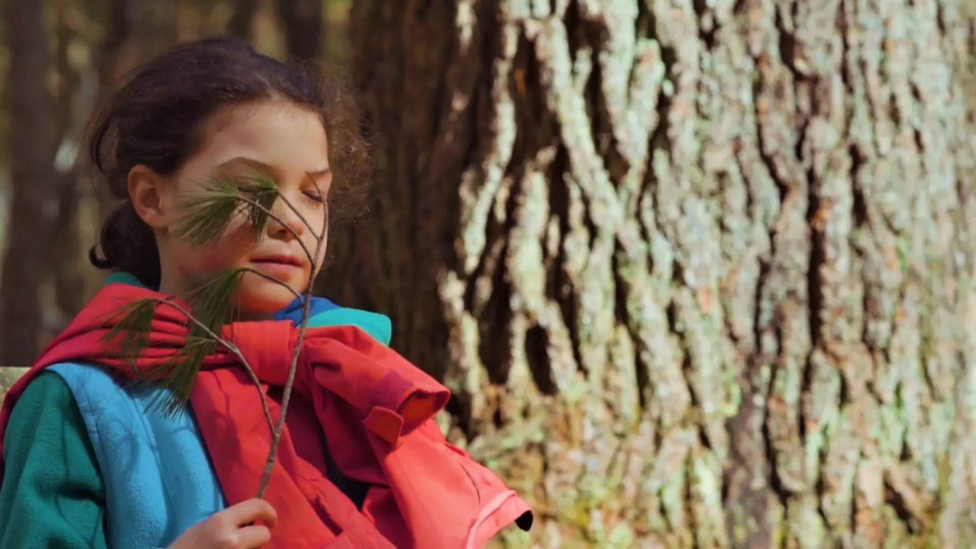 A young girl focuses her sense of smell on a white pine branch