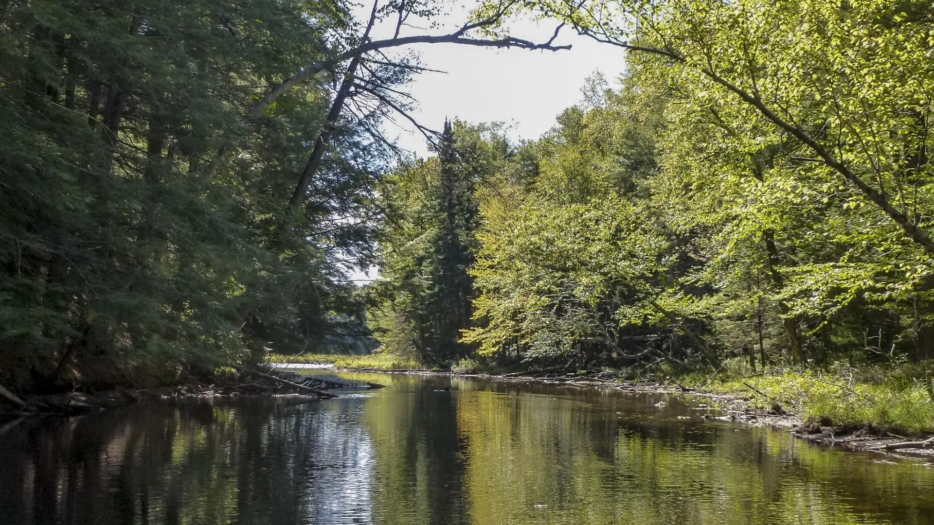 View of a narrow river moving through trees