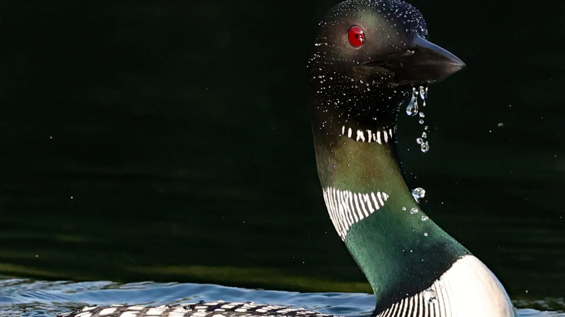 Amazing high definition image of a loon showing their iridescent throat feathers and water running off their slick coat.