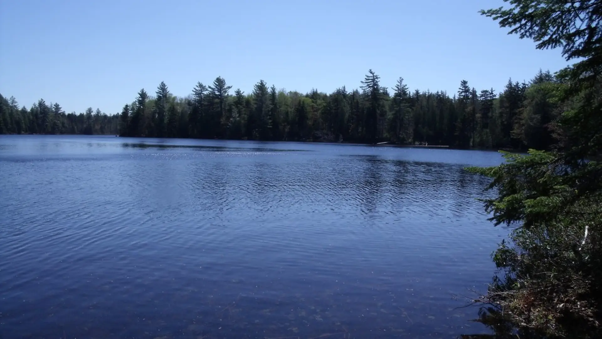 A shoreline filled with green trees