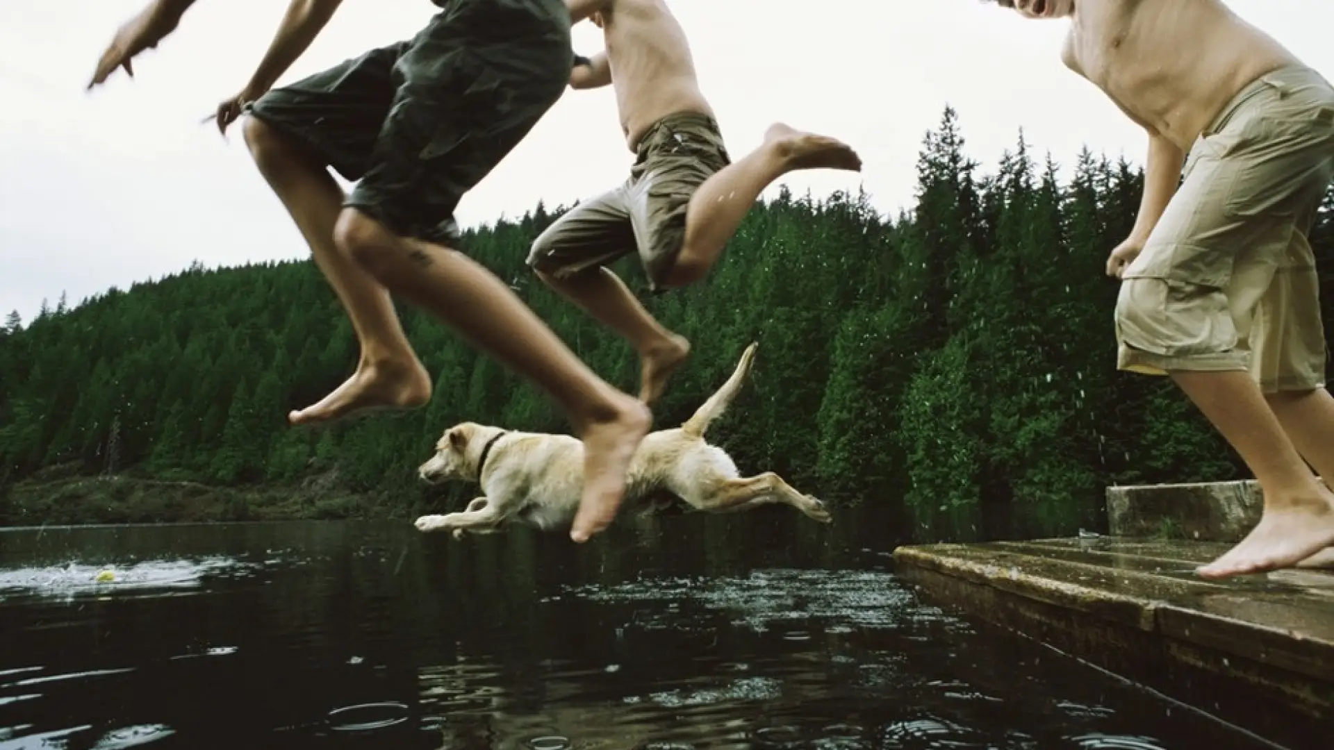 Kids and a dog jump from a dock into the water