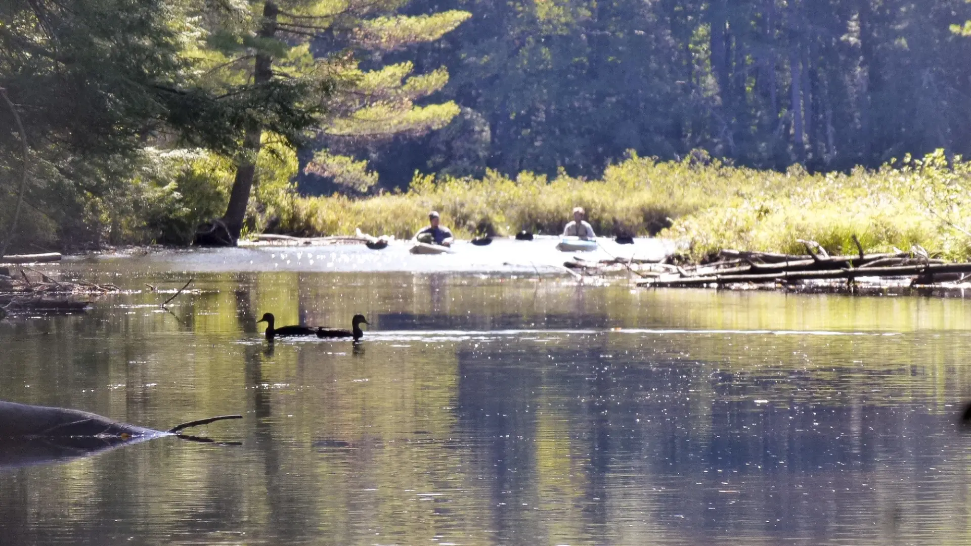 Loons in the water a polliwog. Padders in the background.