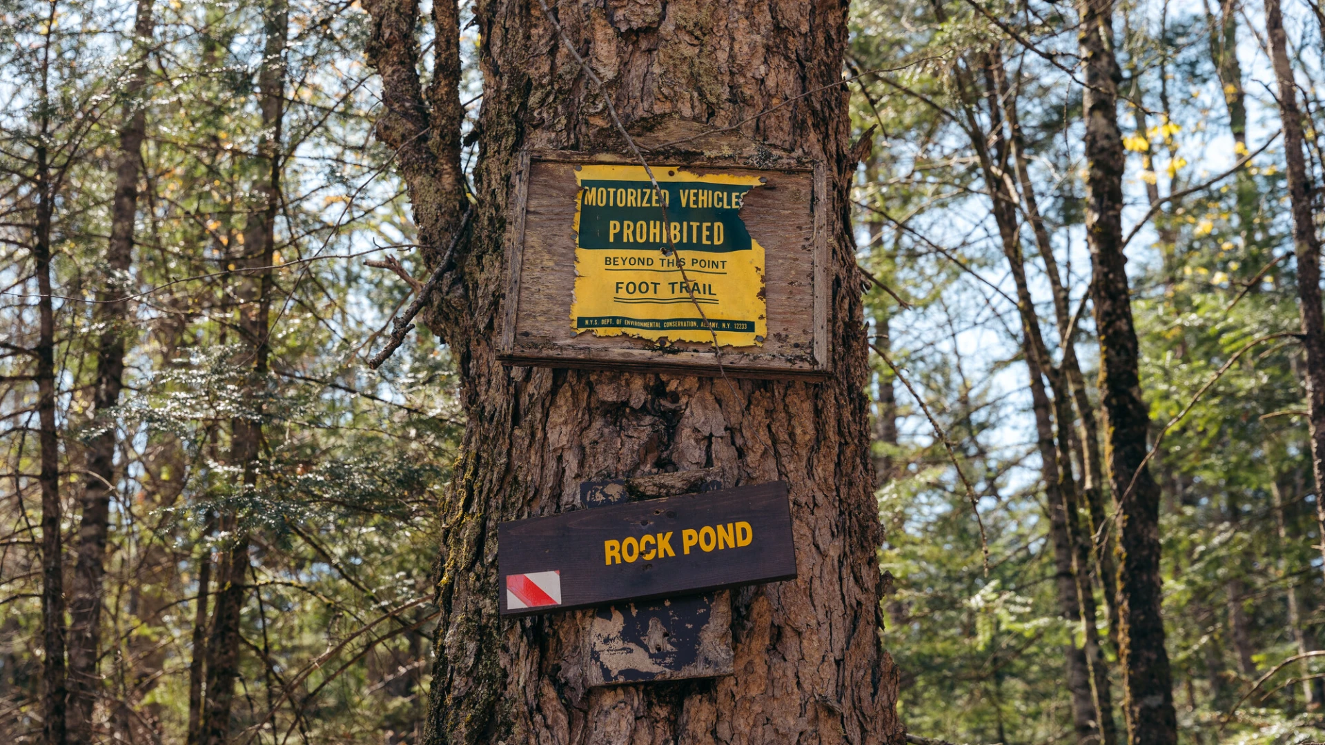 A yellow and brown sign for rock pond on a tree