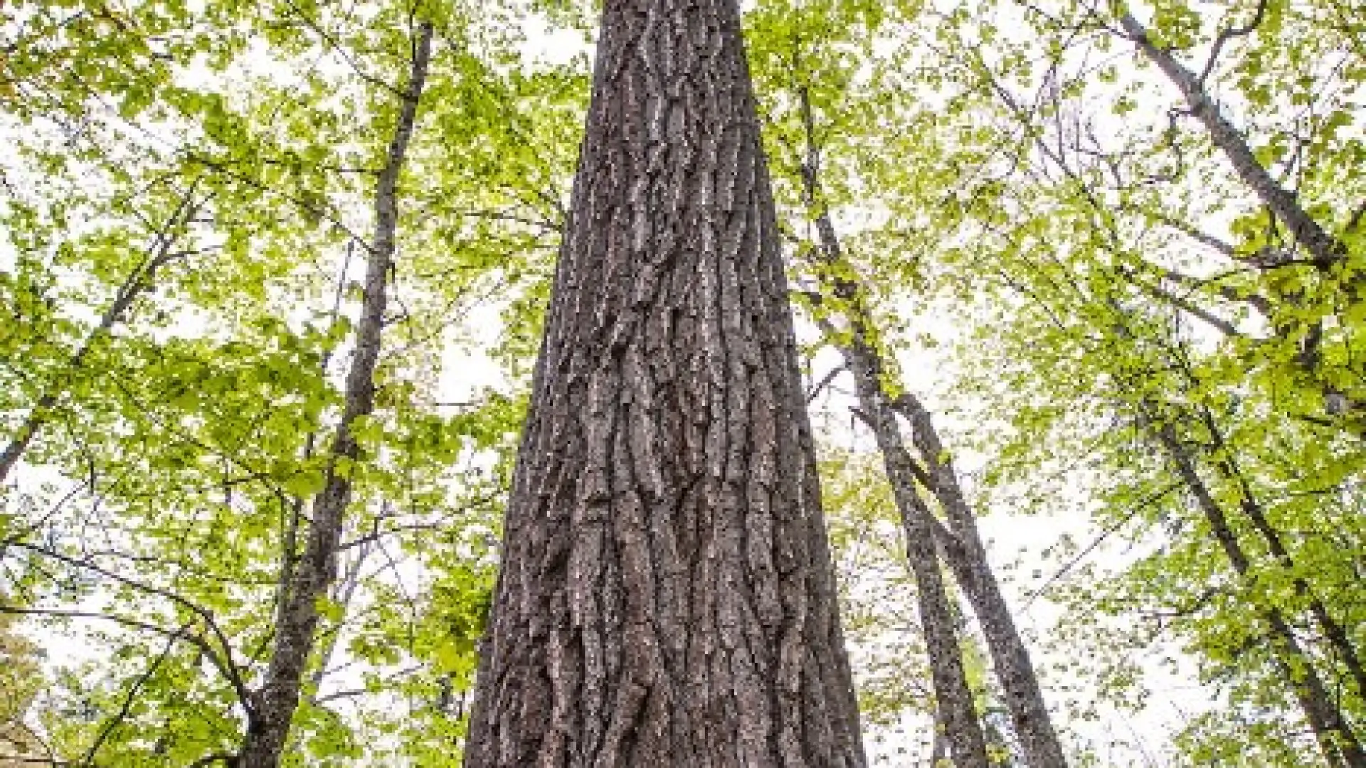 tall tree with person looking up 