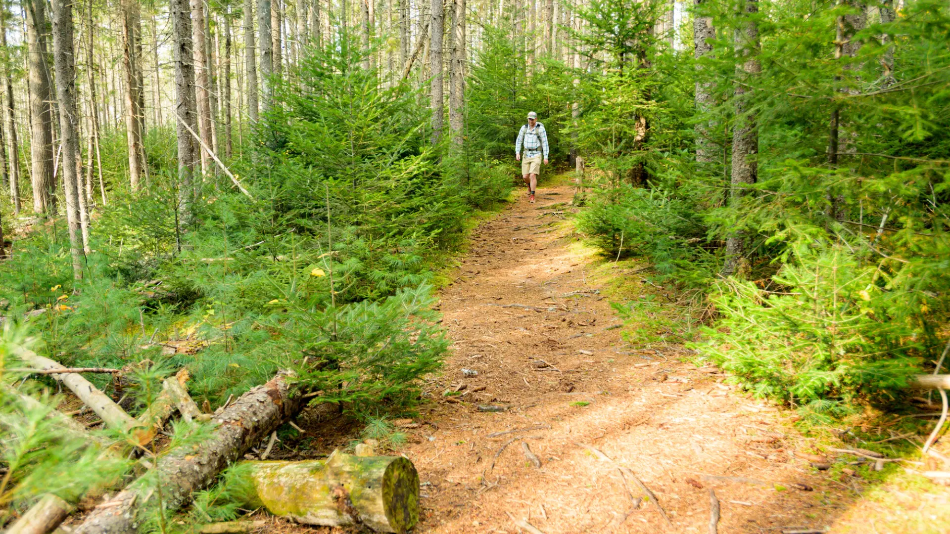 hiker in wooded path in fall