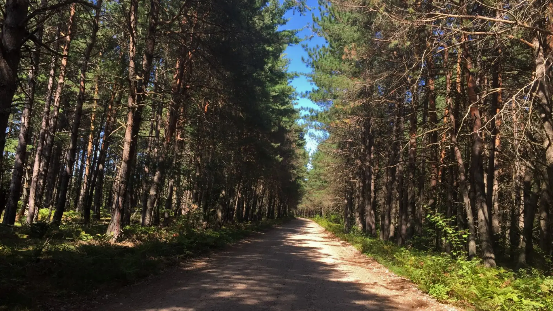 A wide trail between the forest on the way up Azure.