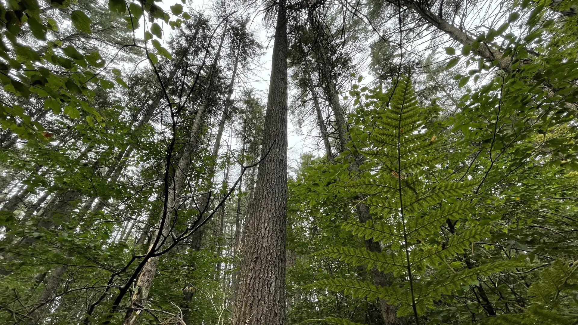 A view looking up at tall trees.