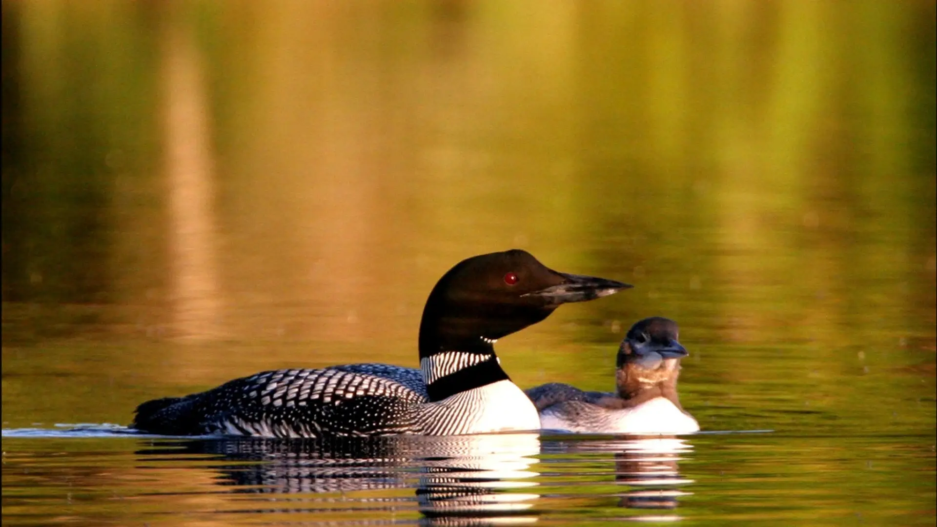 Loon parent and baby float across the water