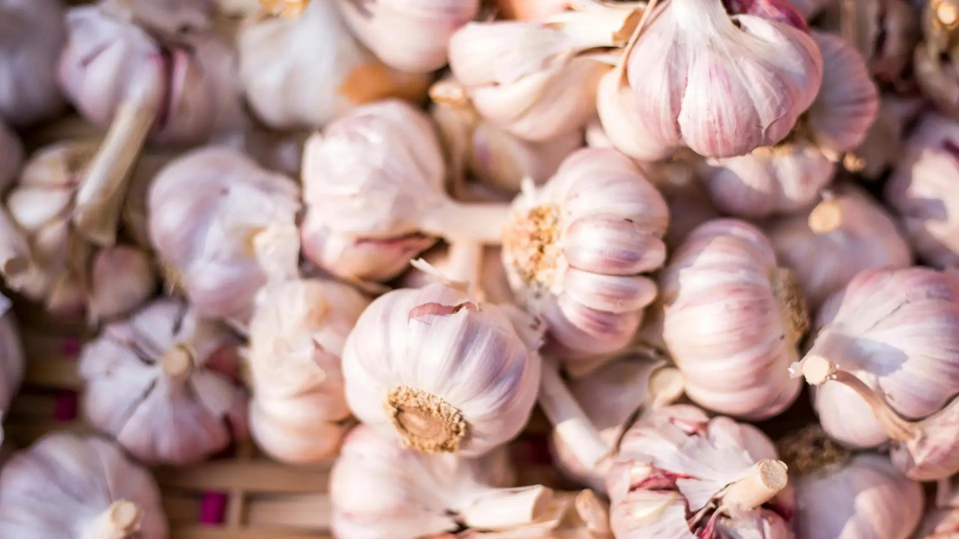 A close-up shot shows a dense pile of fresh garlic bulbs with light purple-streaked husks resting in a woven basket.