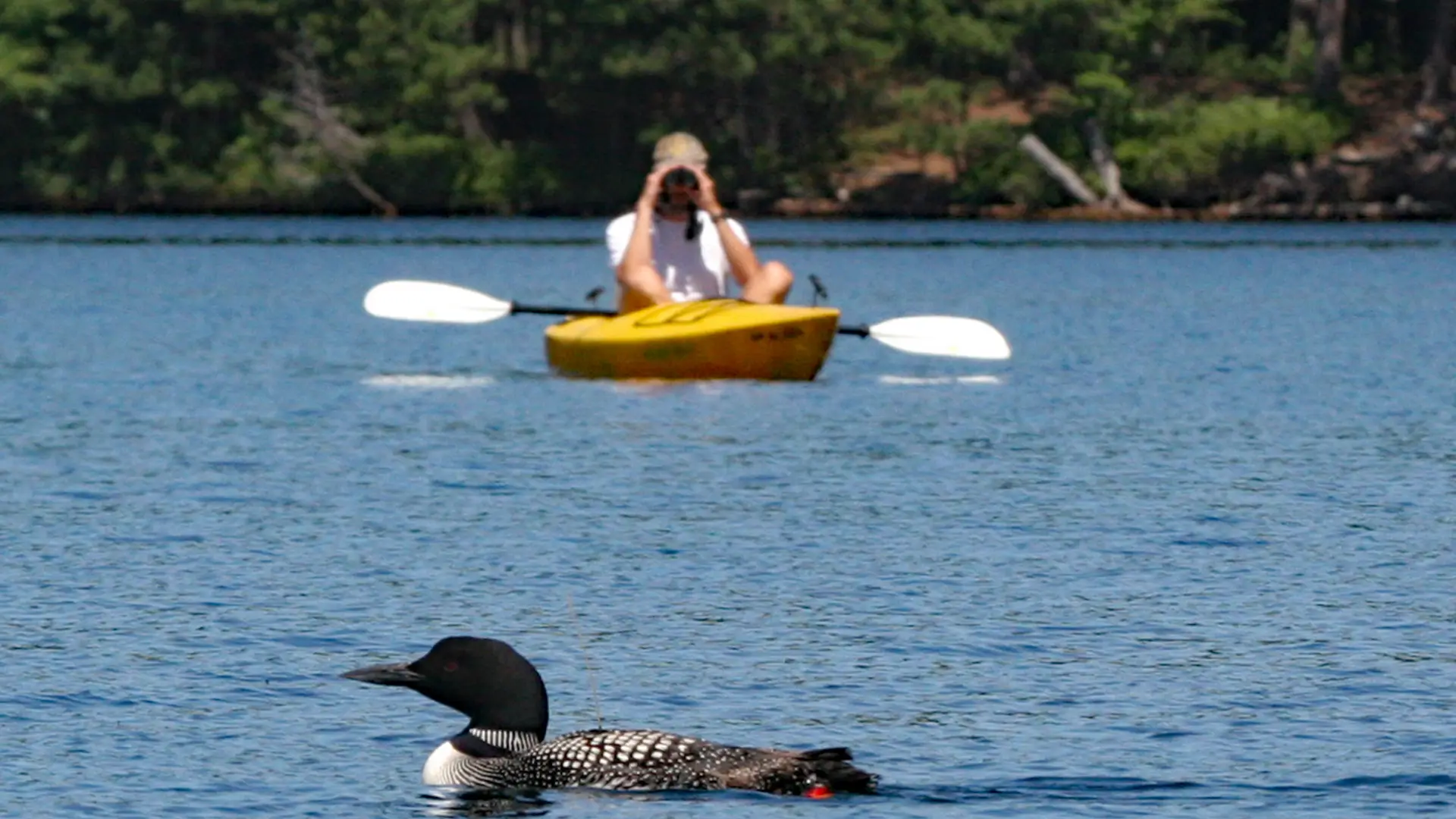 Meeting the birds half way by floating in a kayak while observing from a distance with binoculars