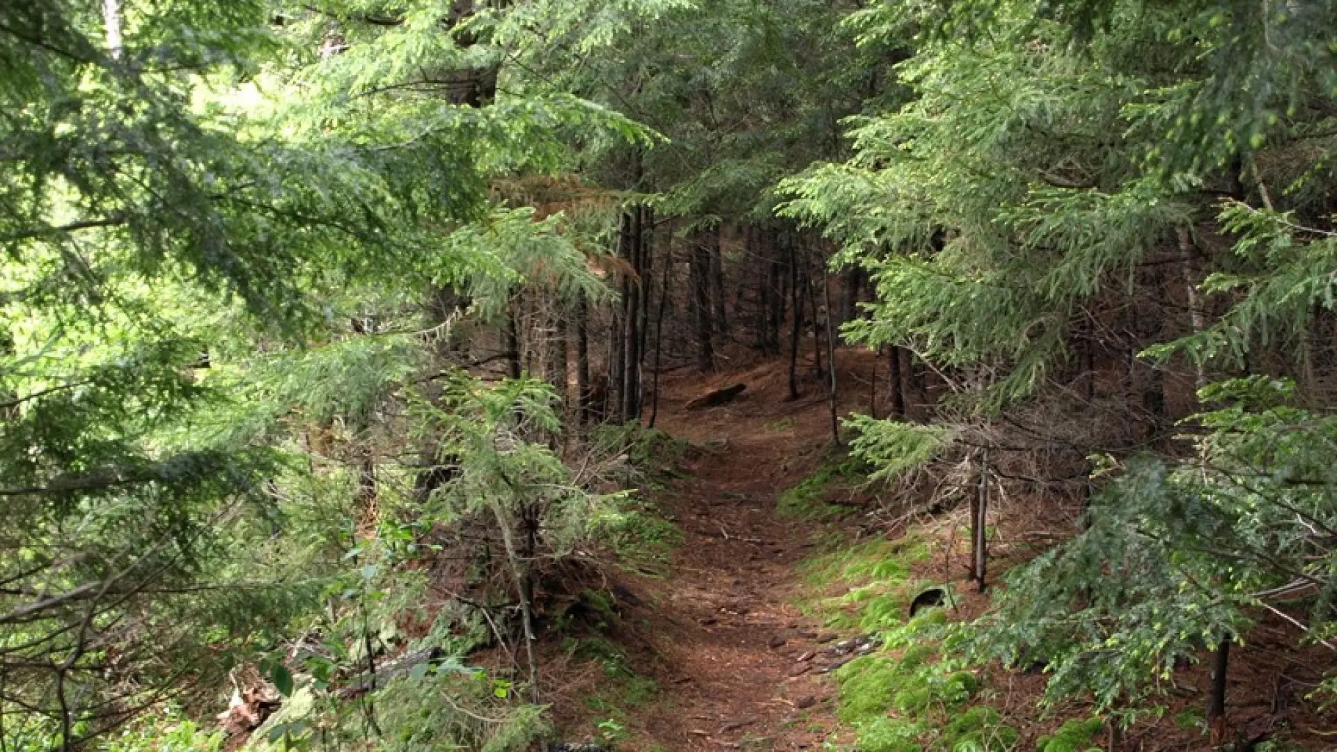 The carry trail to Round Pond