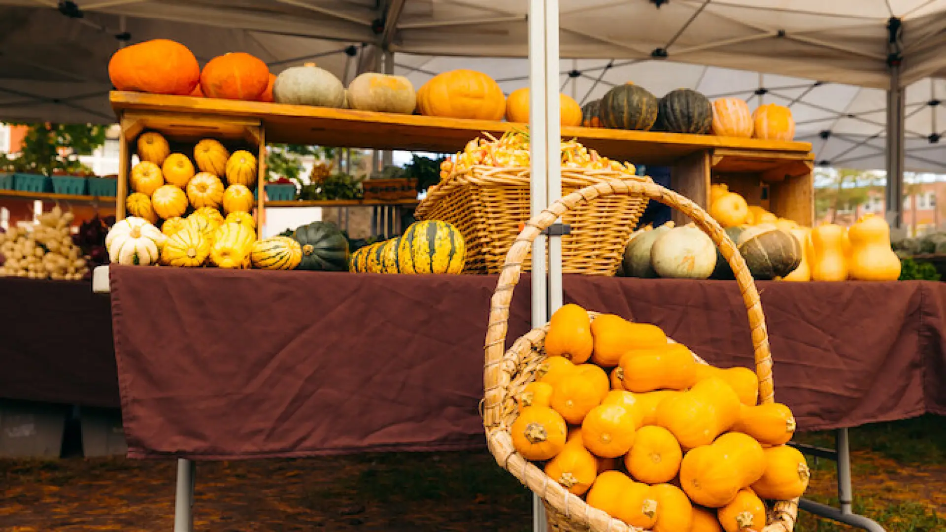 table under tent with fall pumpkins, squash, etc. 