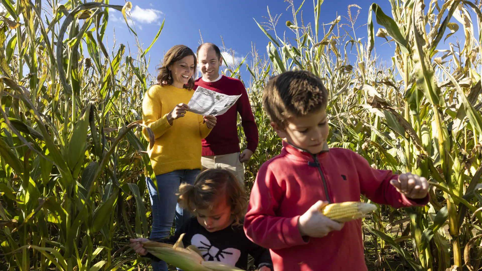 cornmaze