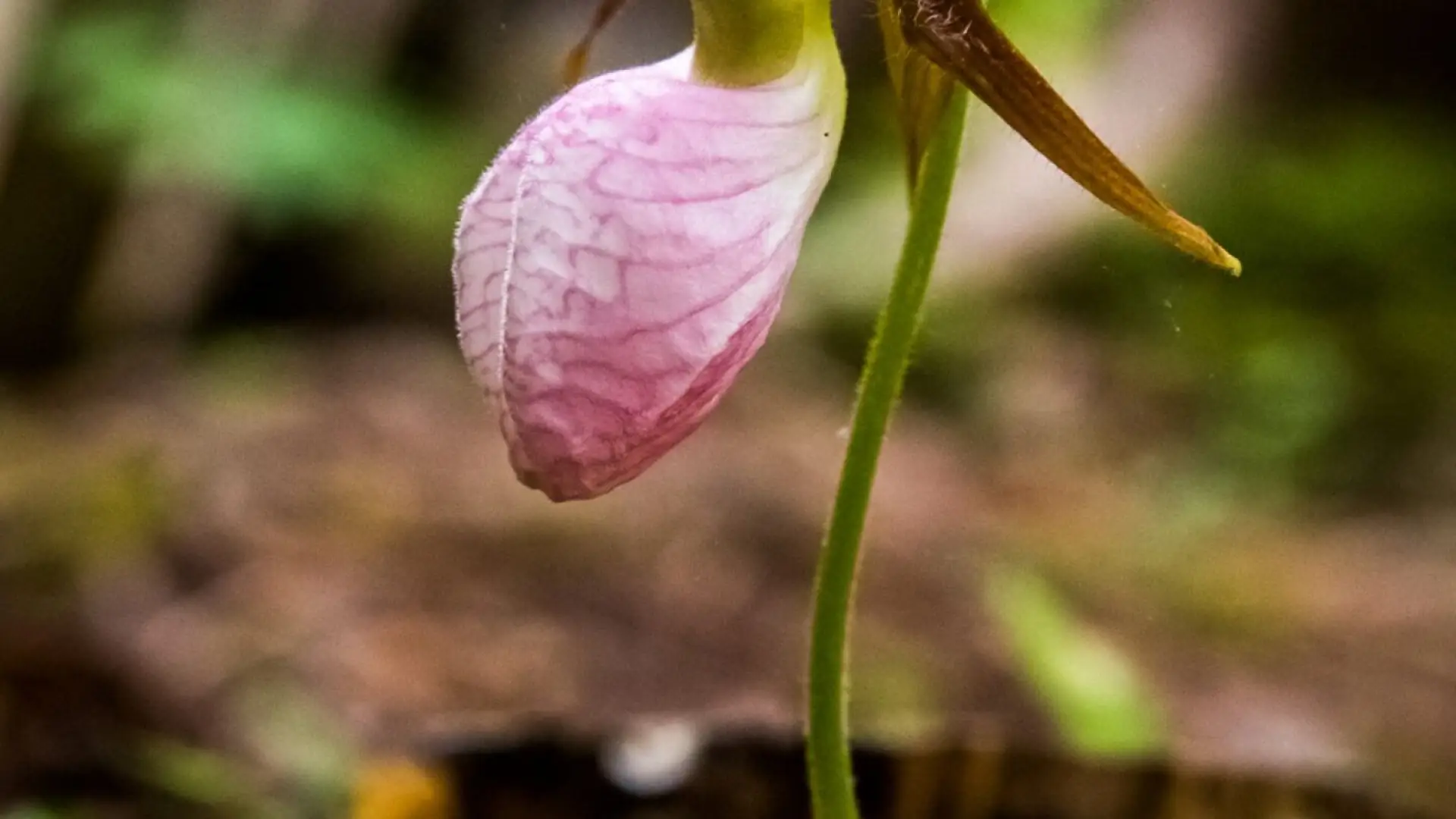 Orchid