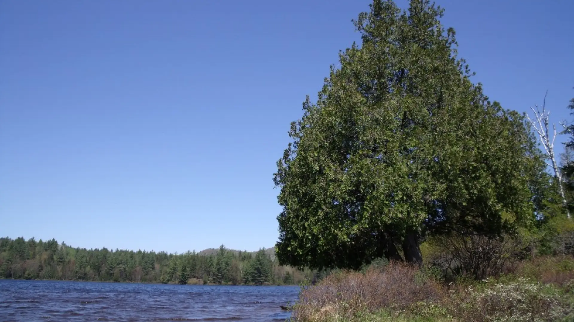 A few tall trees on an island