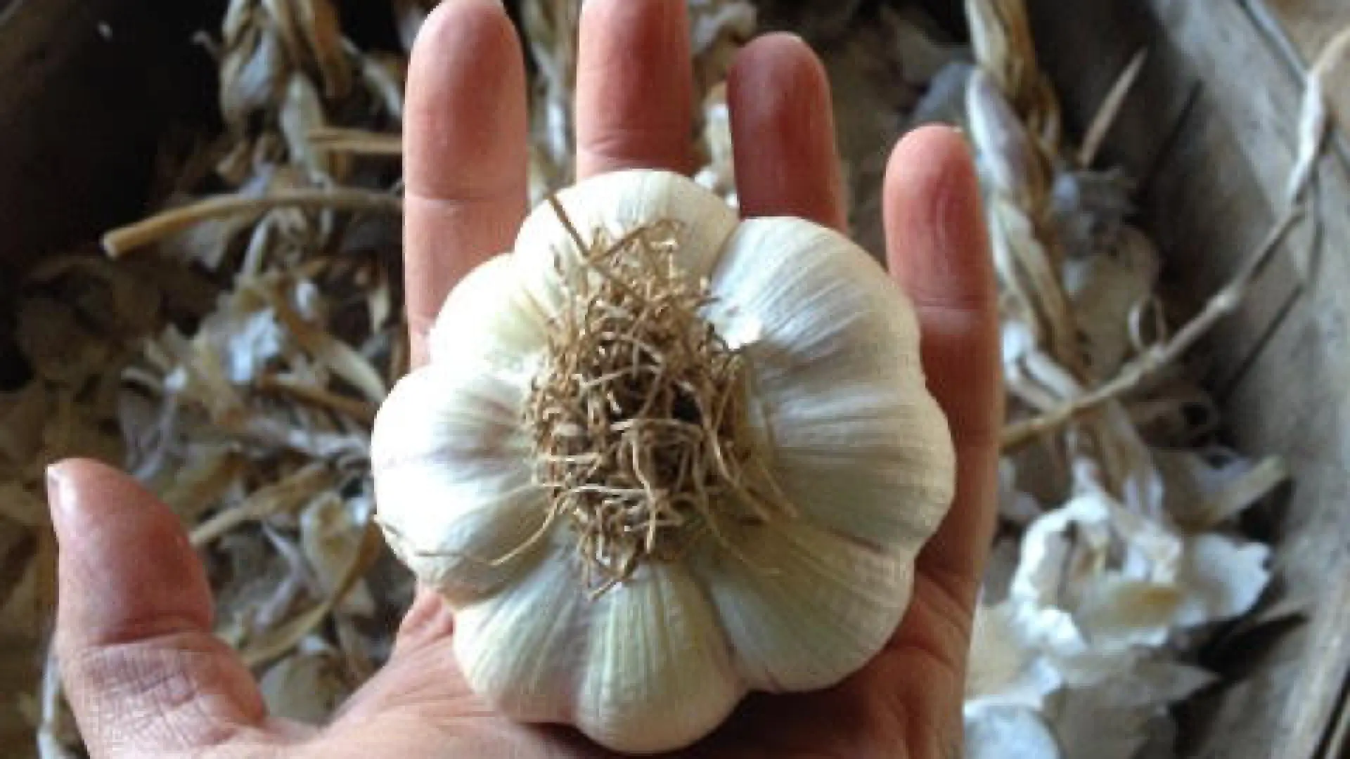 garlic