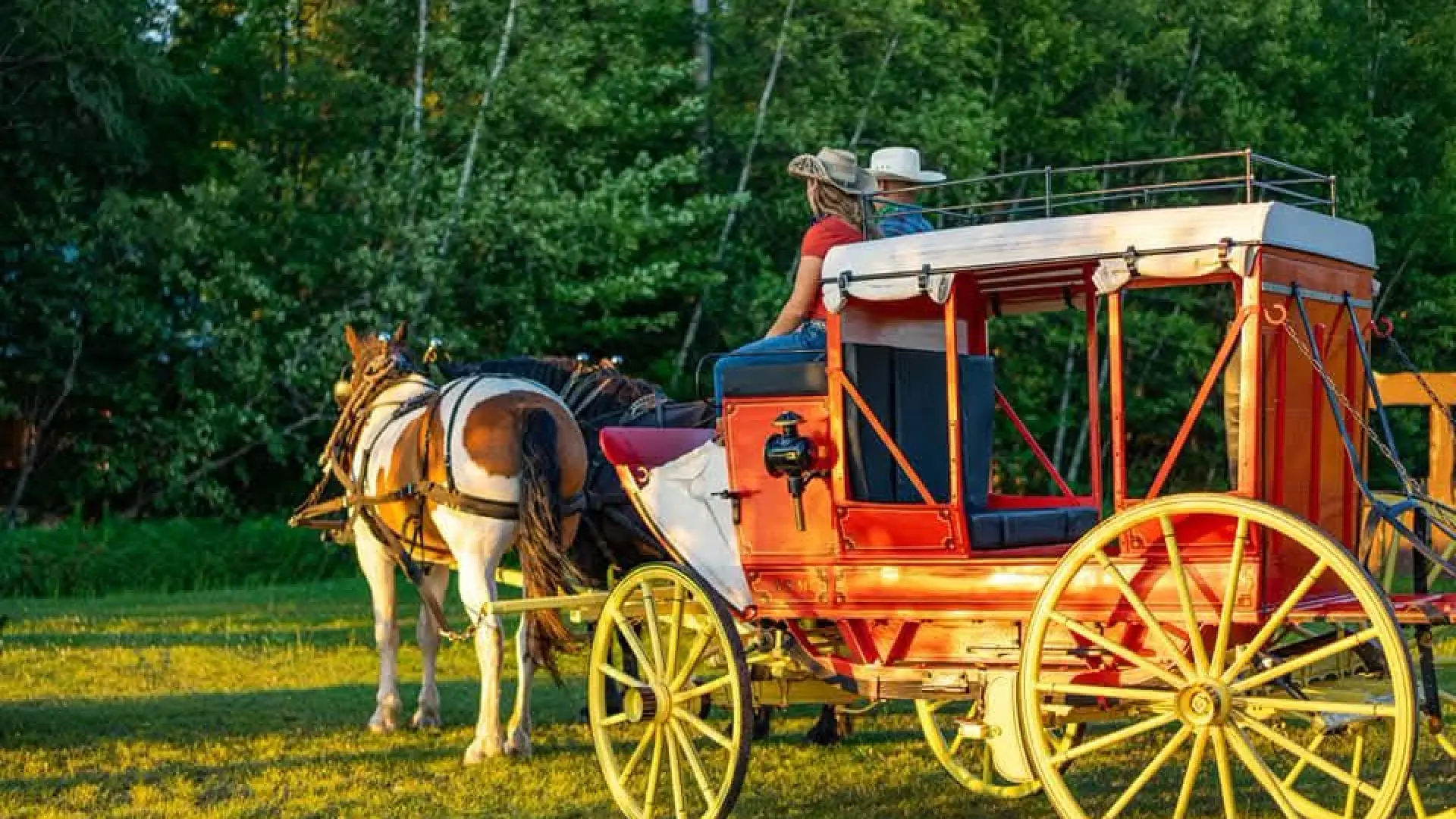 Draft horse pulling stagecoach