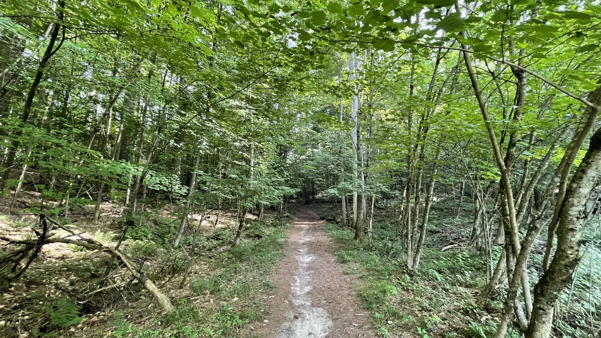 A single track trail going through the woods