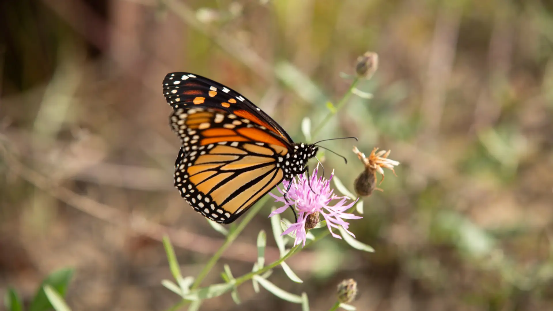 orange, yellow, and black monarch butterfly on milkweed plant