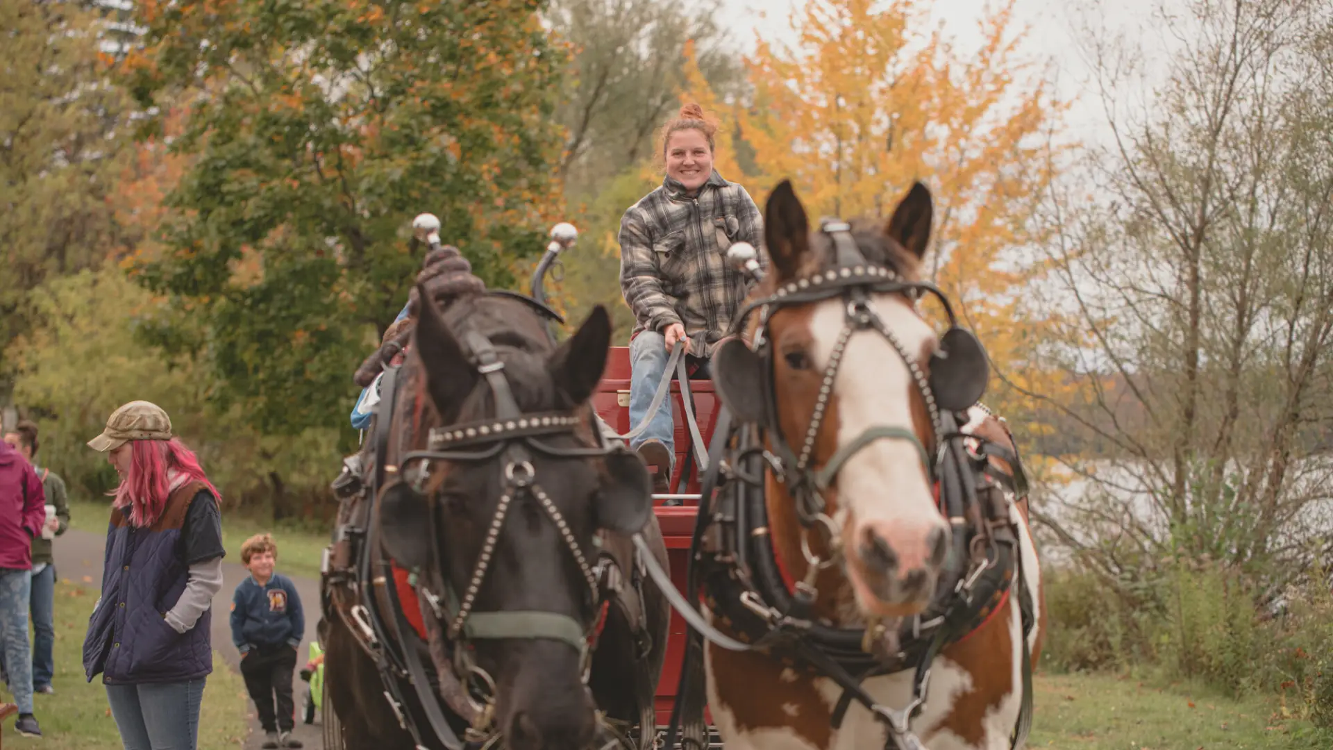 close up of horses for the hayrides