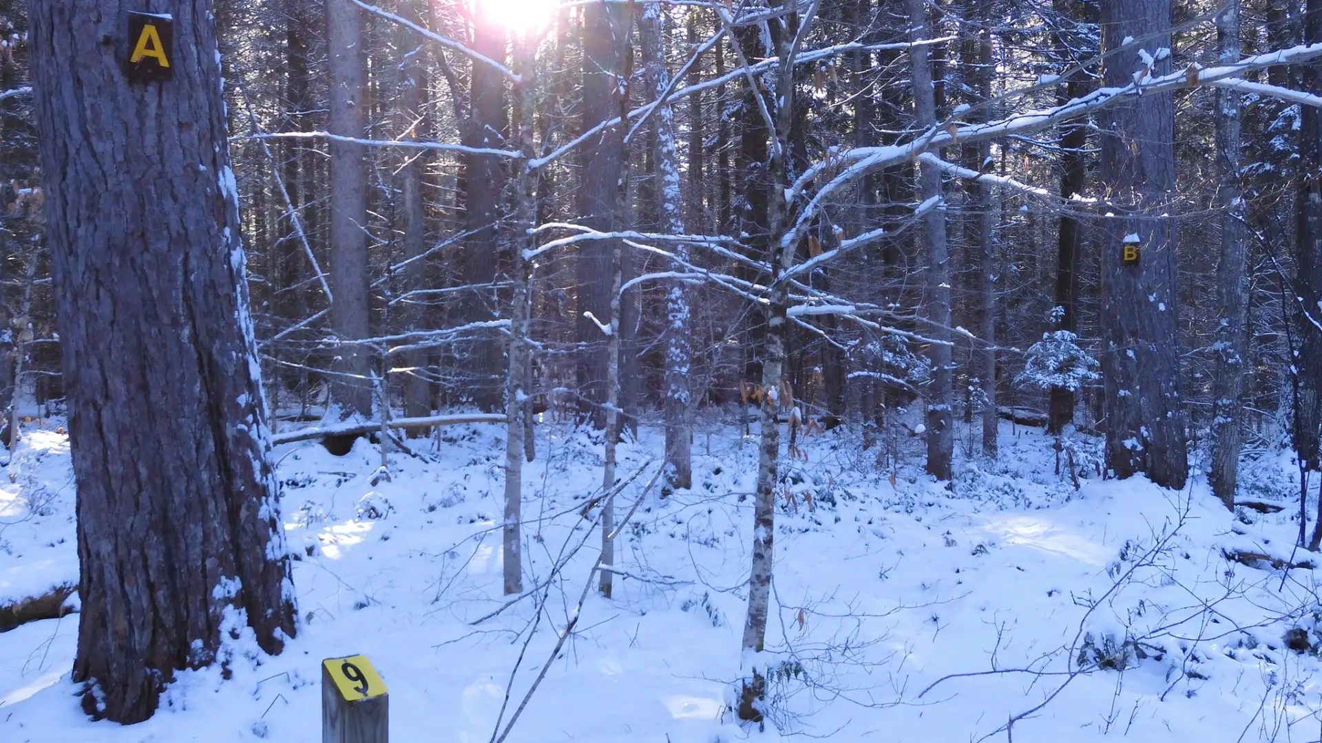 Fernow Forest Winter