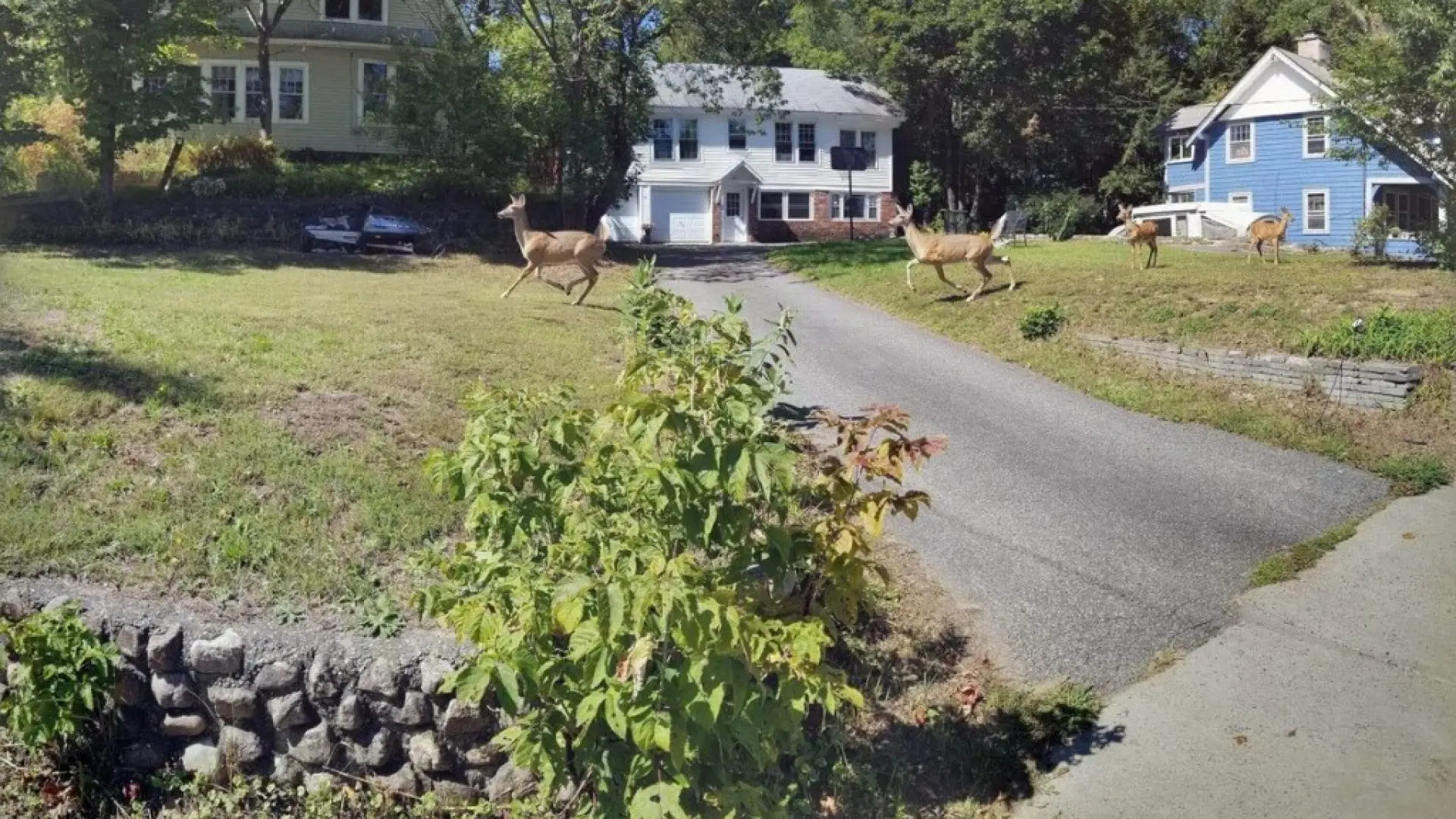 View of the front of a house with a long paved driveway and a herd of deer running through.