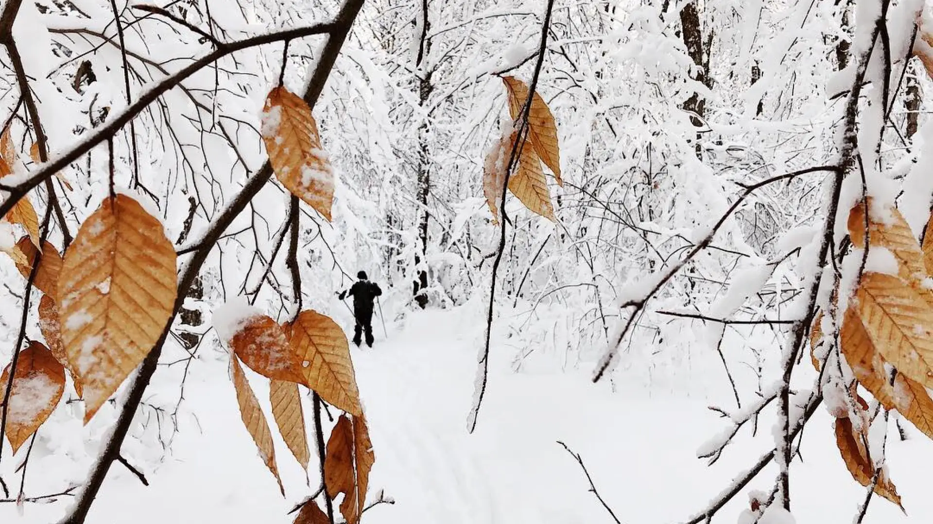 A good snowfall makes for a fine backcountry ski.