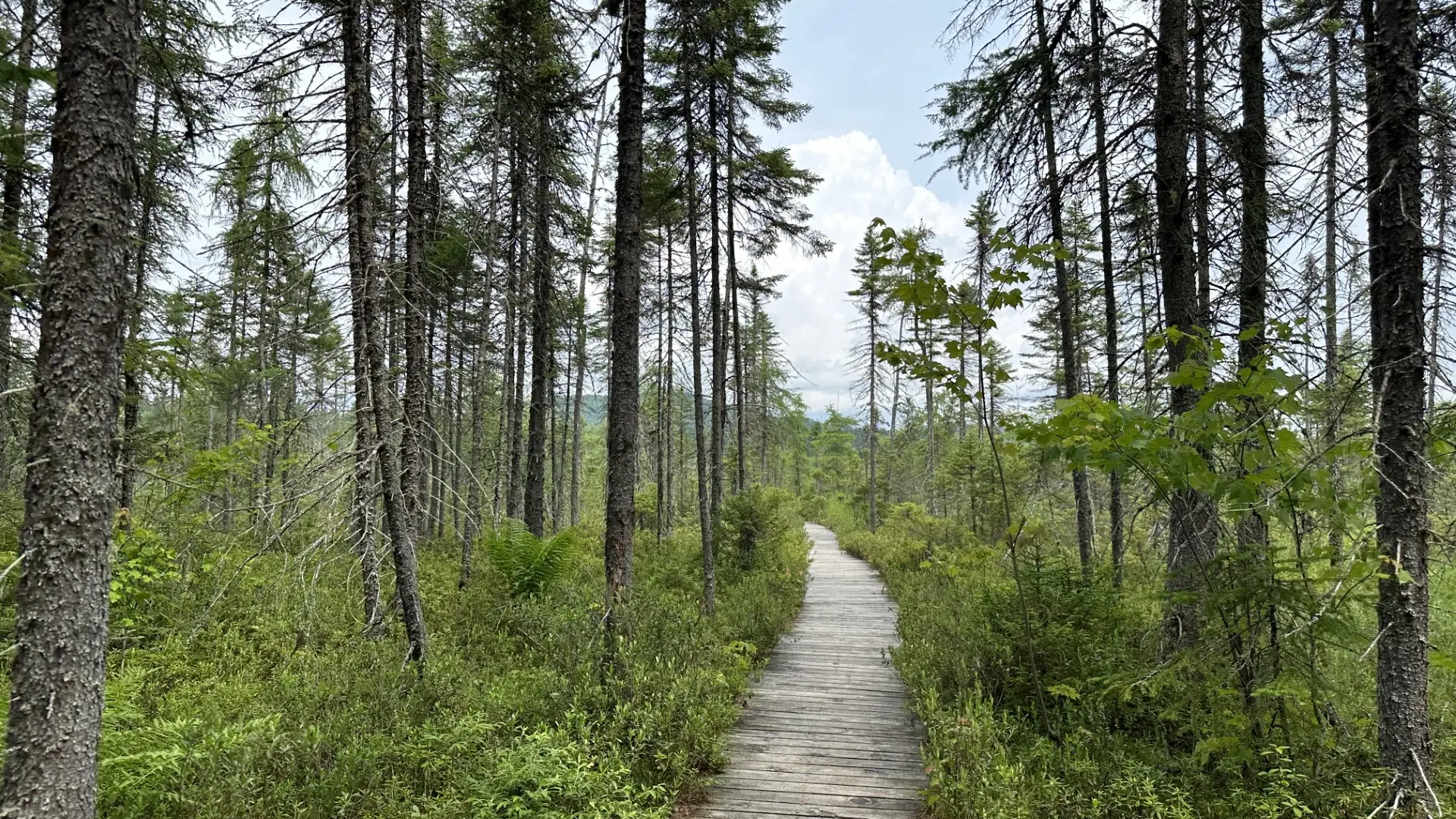 wooden path through dense boreal forest 