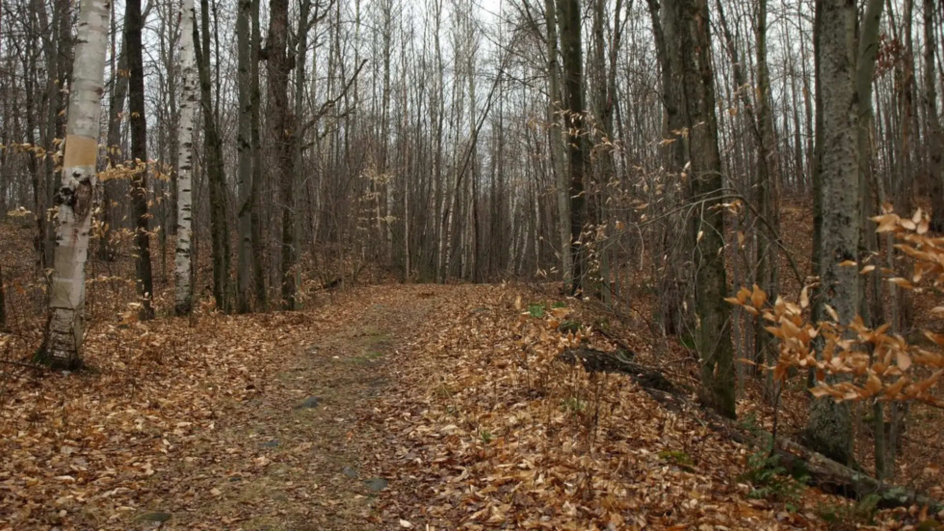 This is a good trail for running, staying flat until the ascent.