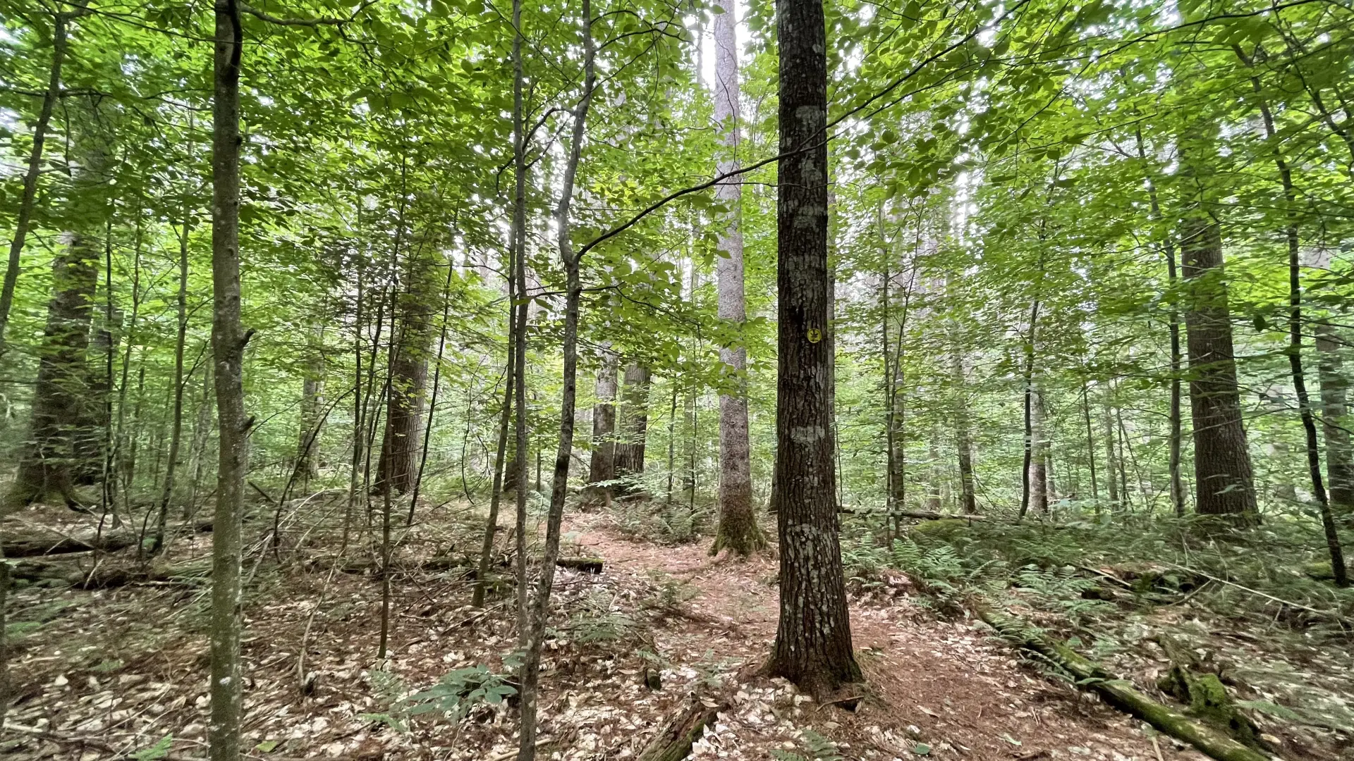 An open forest.