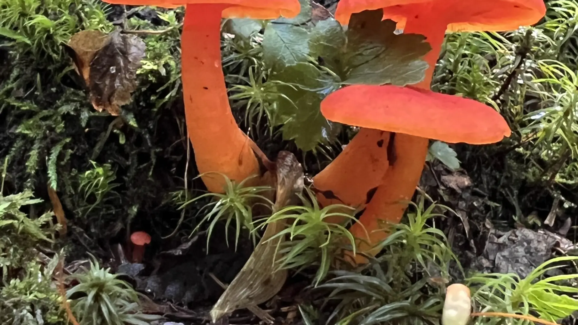 red mushroom growing from log 