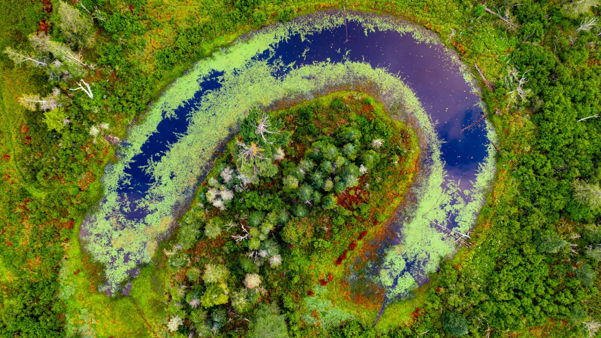 Saranac River oxbow from the air