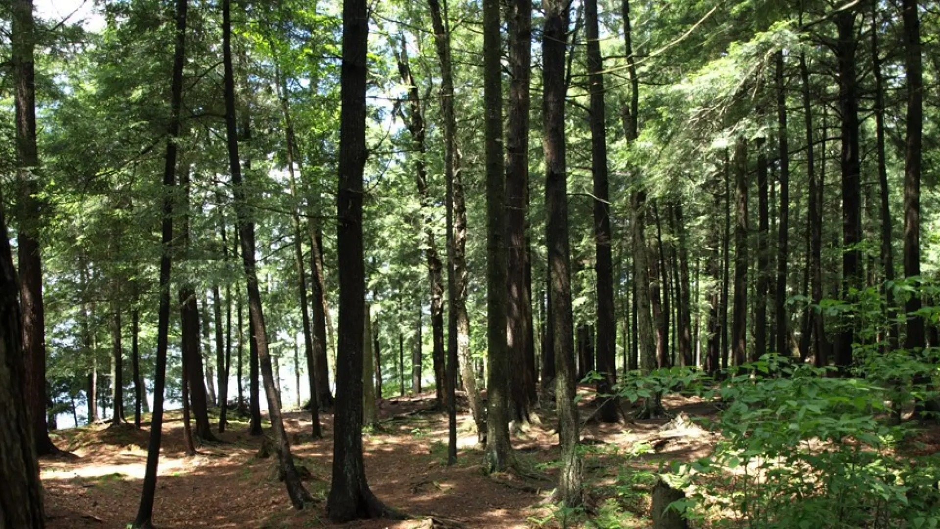 Round Pond forest