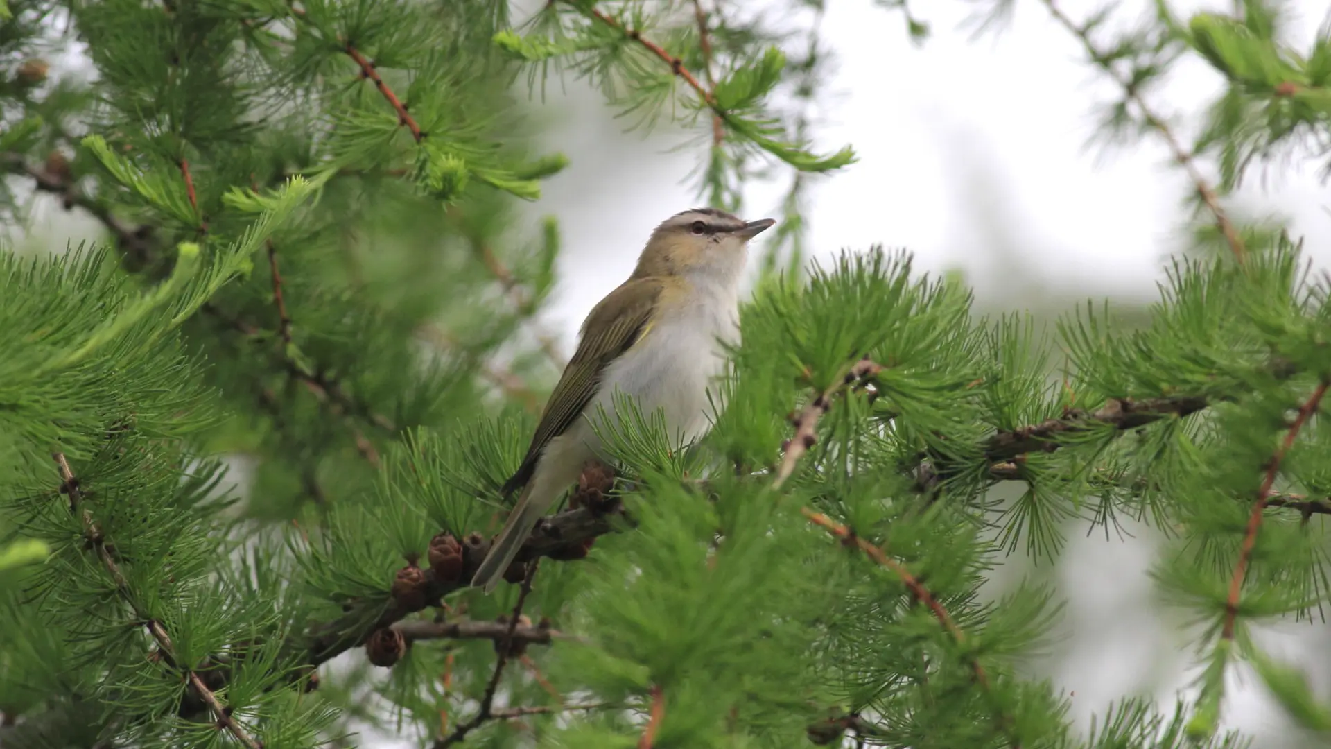 Bird in evergreen tree