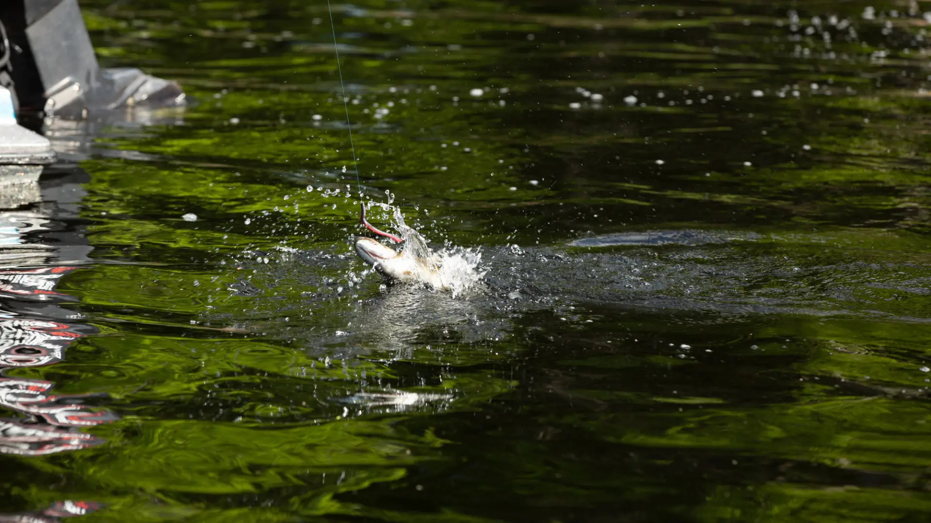 The Saranac Chain is full of lively fish.