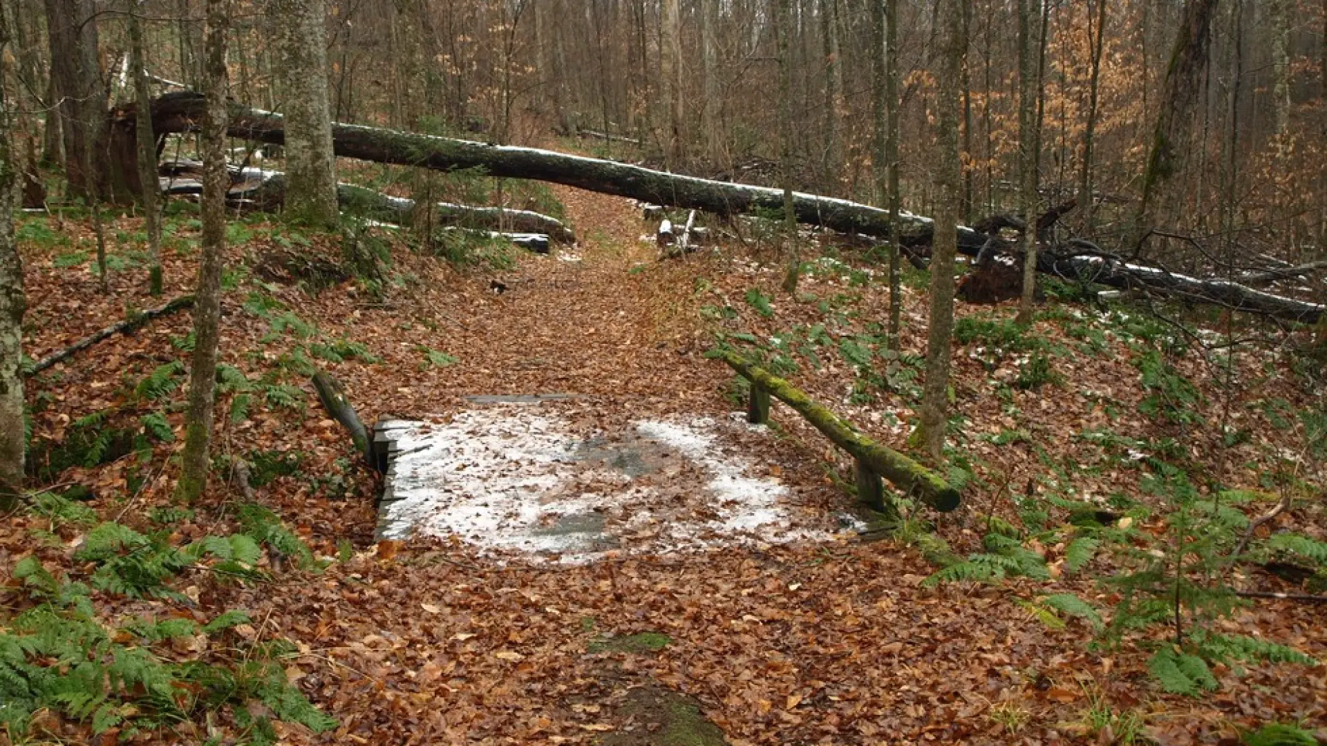 This trail is open up to the lean-to in spring. Walk through to mud to protect the trail.