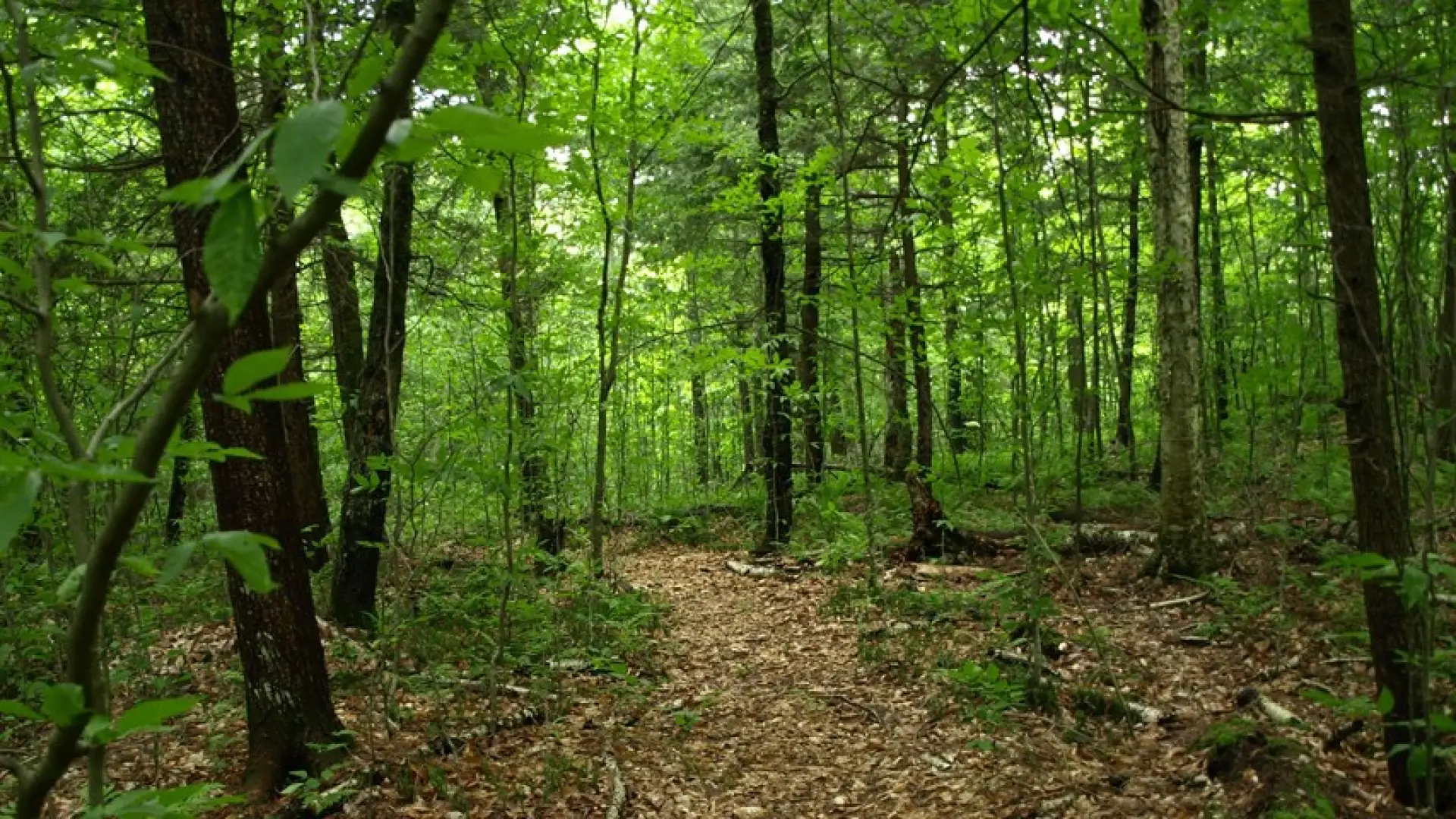 Round Pond trail
