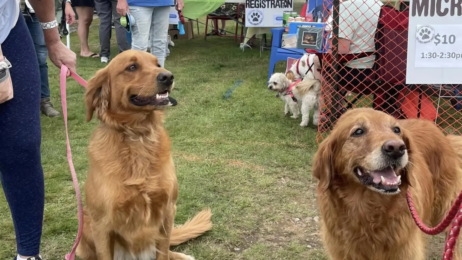 ADK Bark in the Park with 2 goldens in the front/center