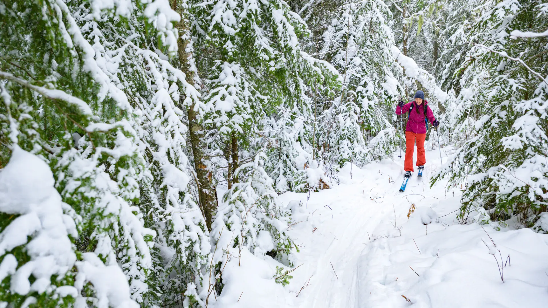 A skier travels through snowy green trees
