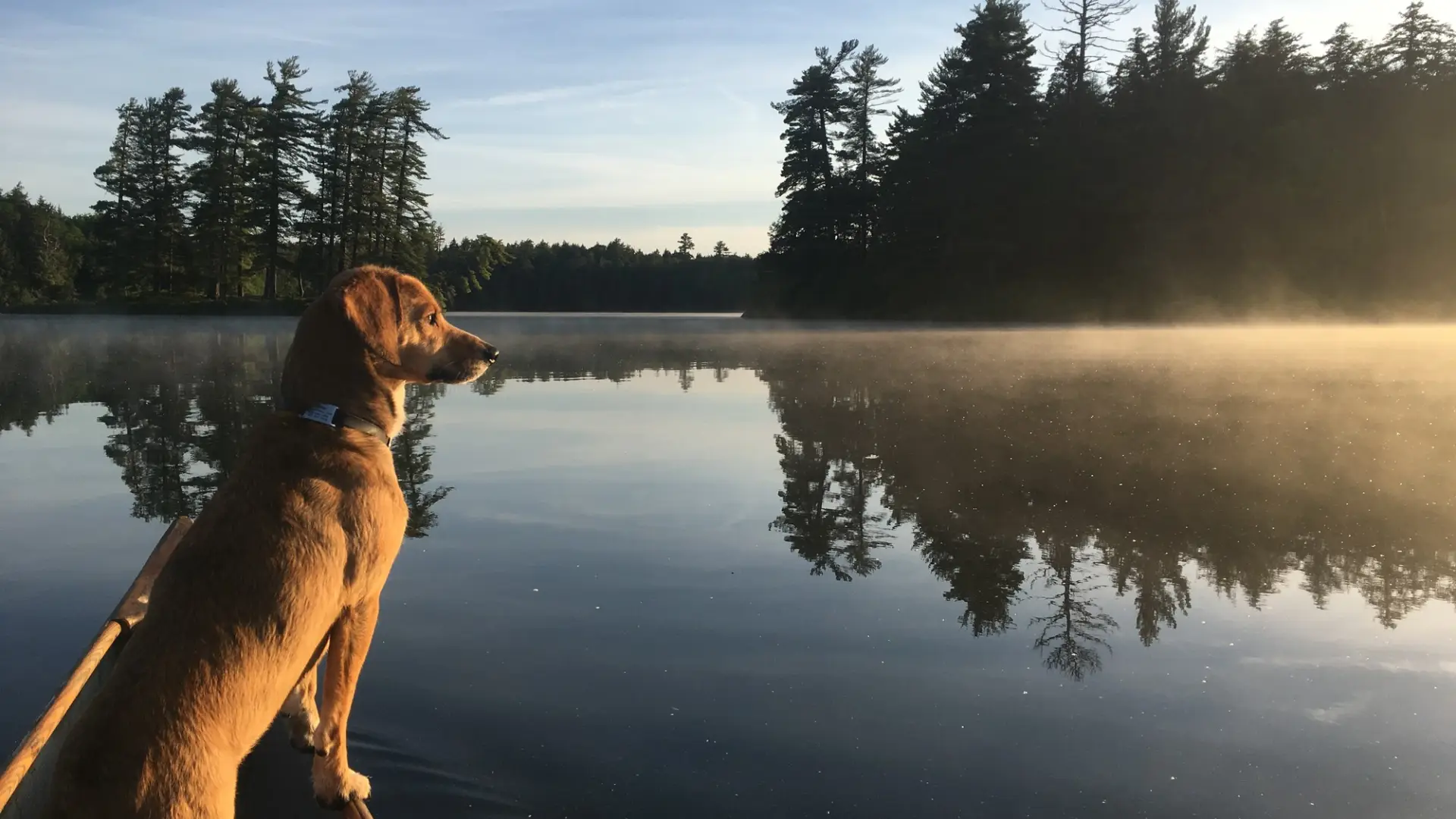 A dog on a canoe during sunrise on a lake